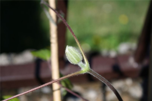 Clematis dr Ruppel